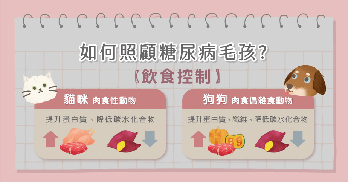糖尿病毛孩飲食控制