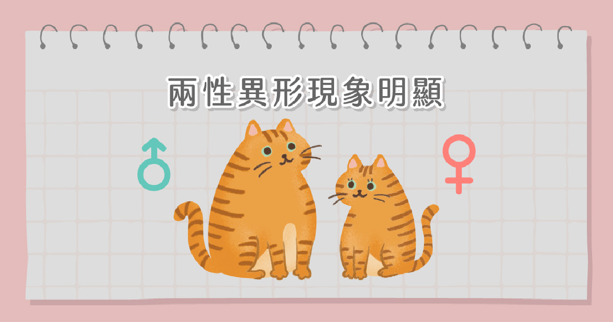 橘貓公母