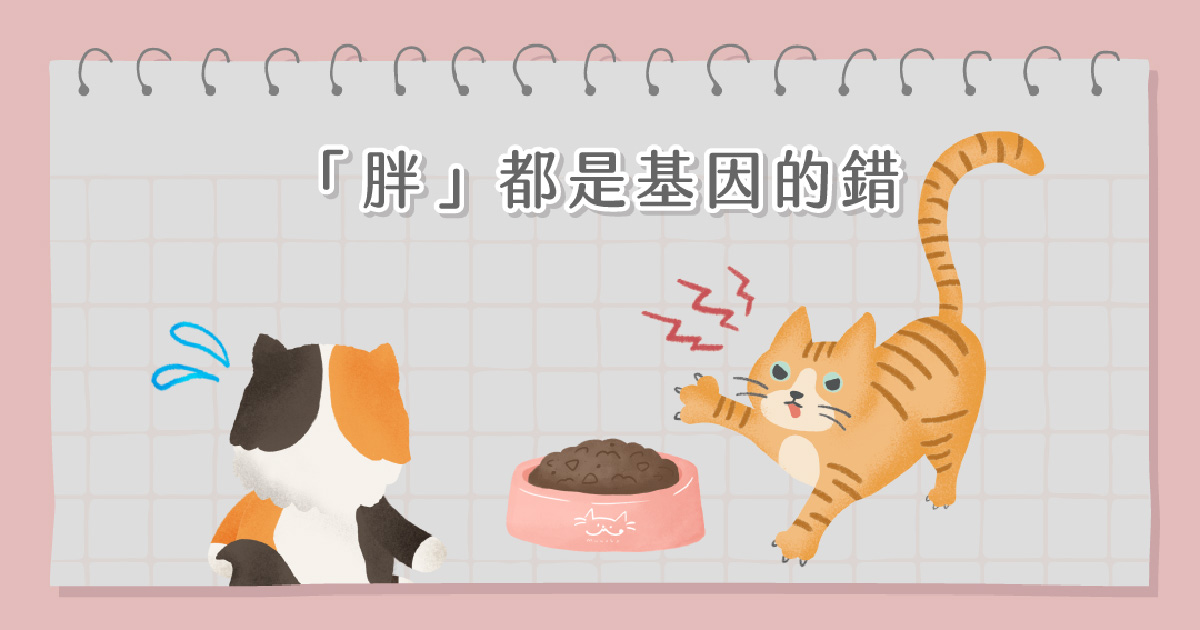 橘貓基因