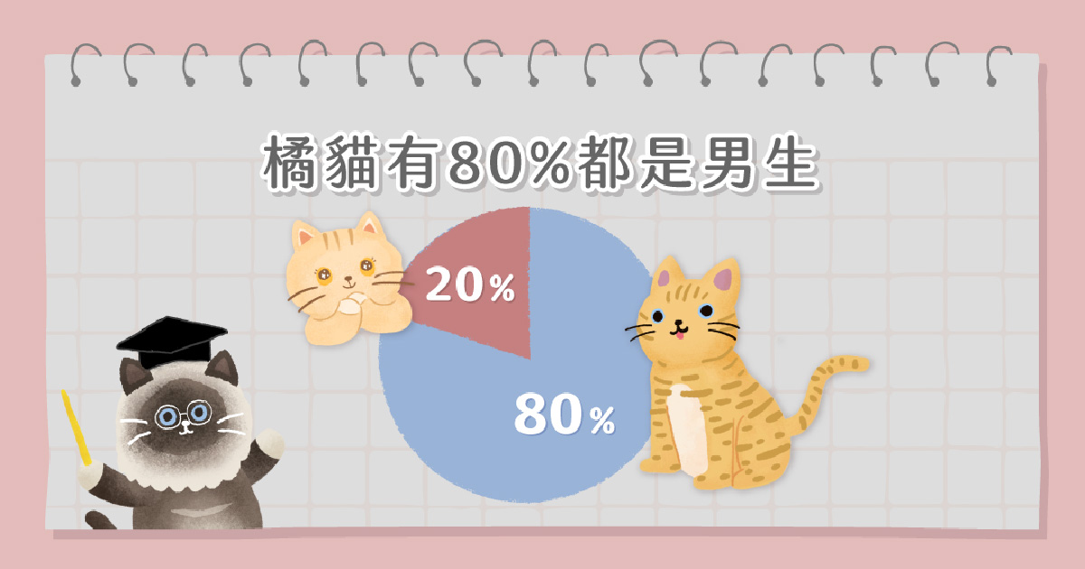 橘貓性別