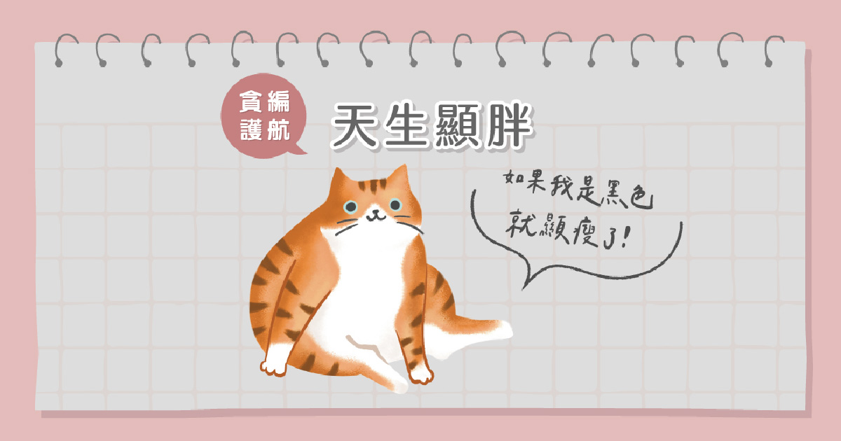 橘貓顯胖