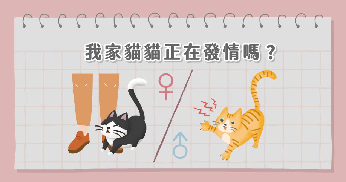 我家貓貓正在發情嗎