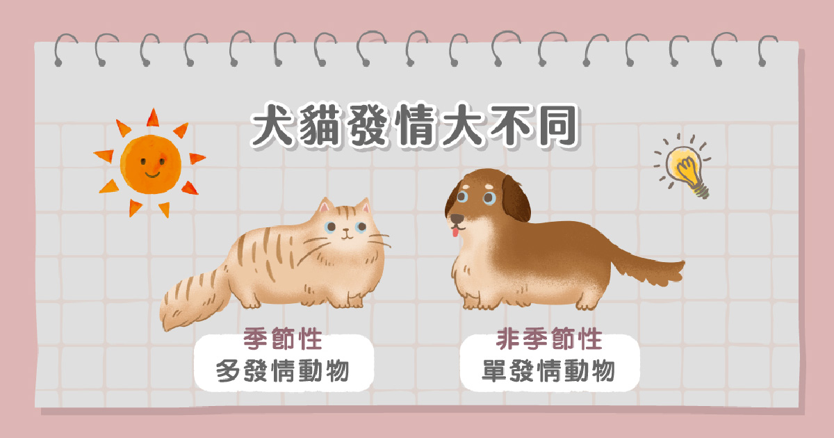 犬貓發情大不同