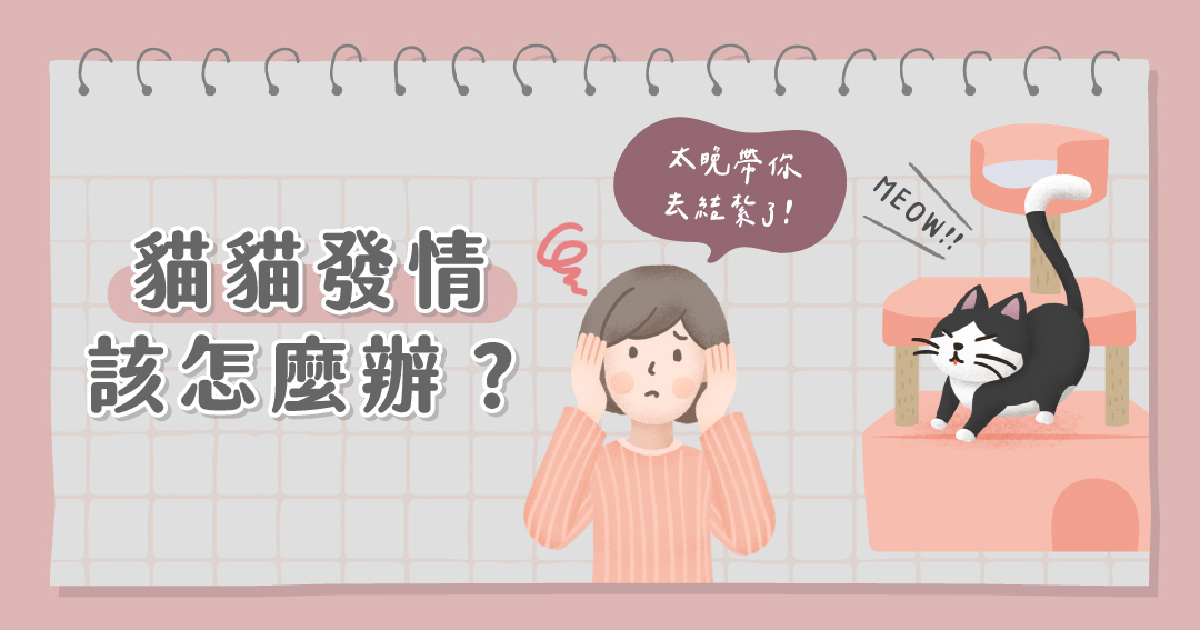 貓咪發情