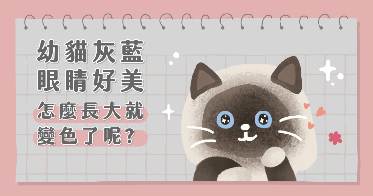 幼貓藍眼睛