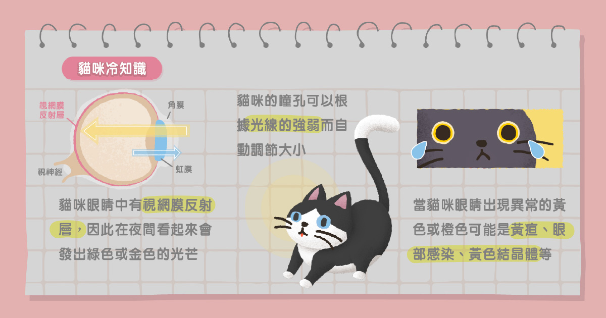 貓咪冷知識