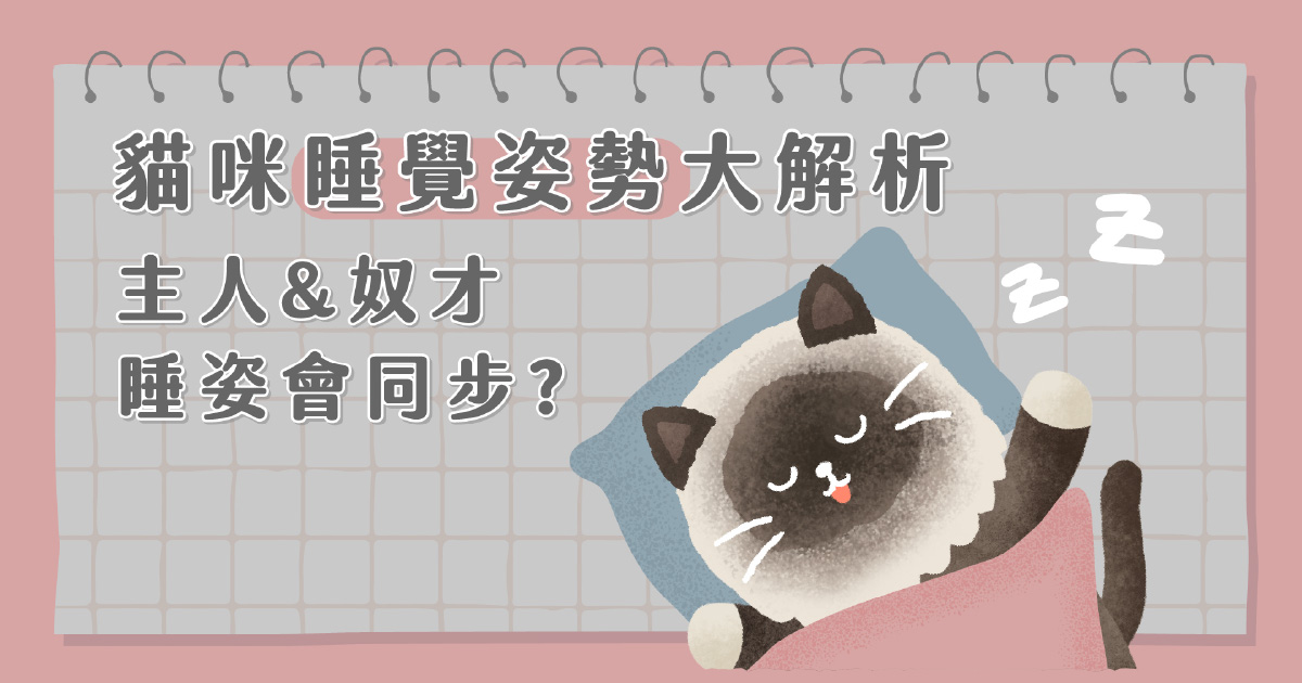 貓咪睡覺姿勢 
