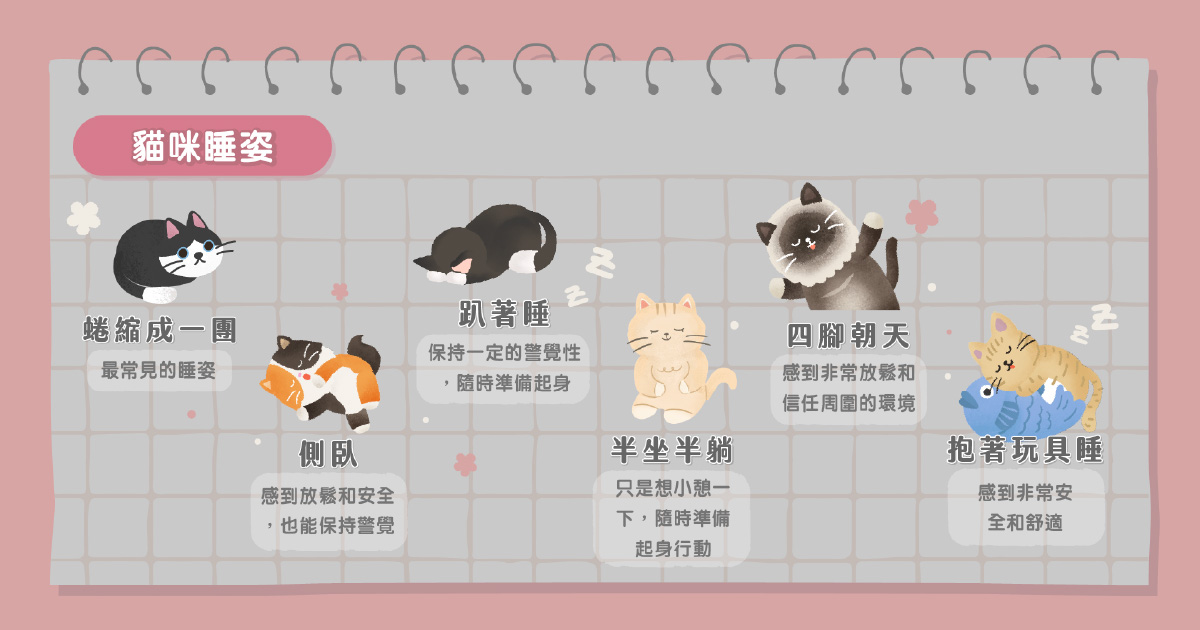 貓咪的睡姿