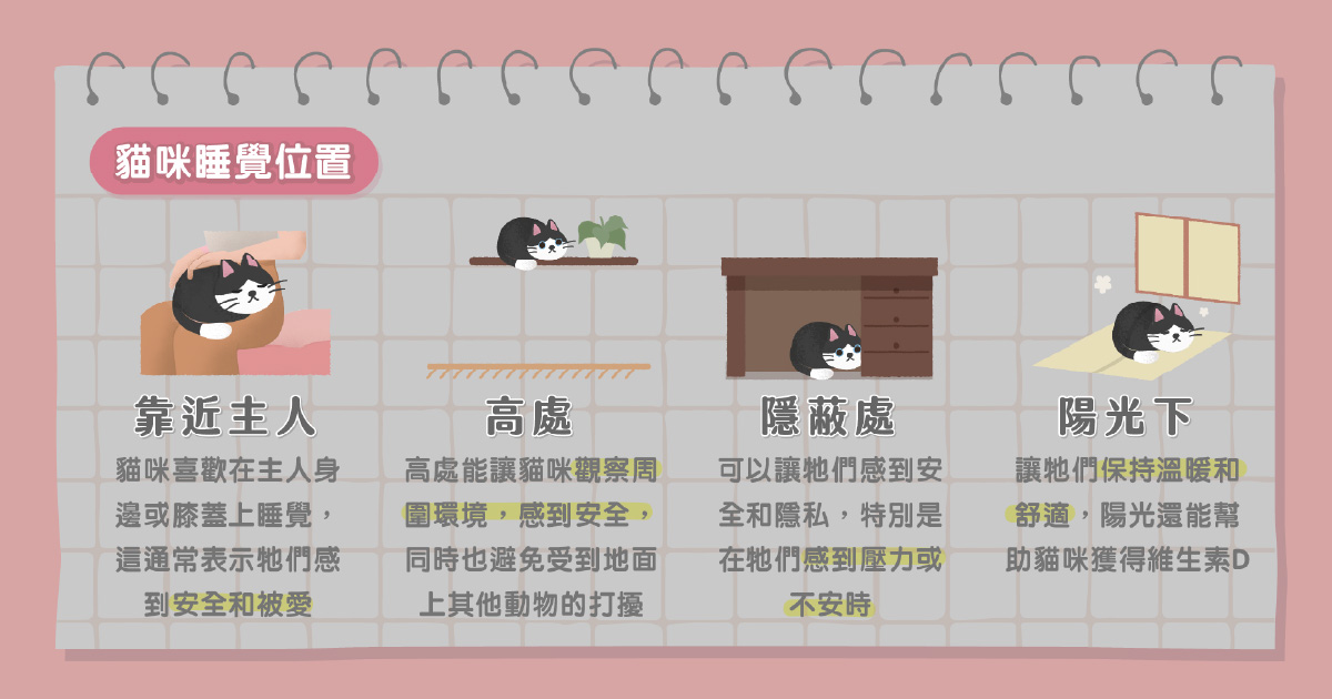 貓咪睡覺位置