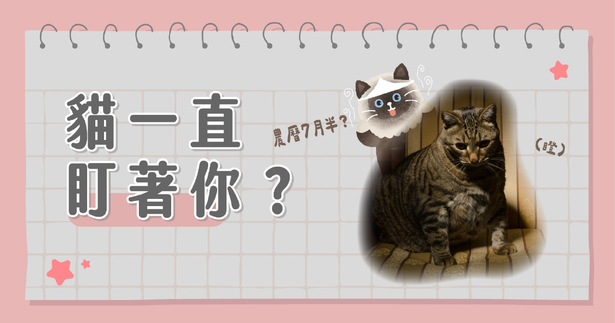 貓一直狂盯著你