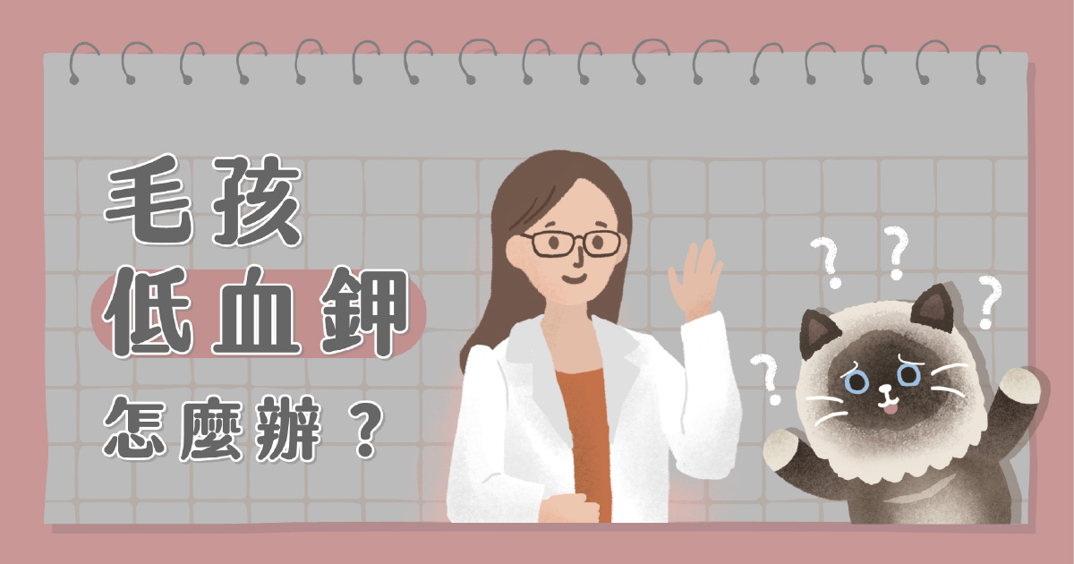 貓咪低血鉀怎麼辦？