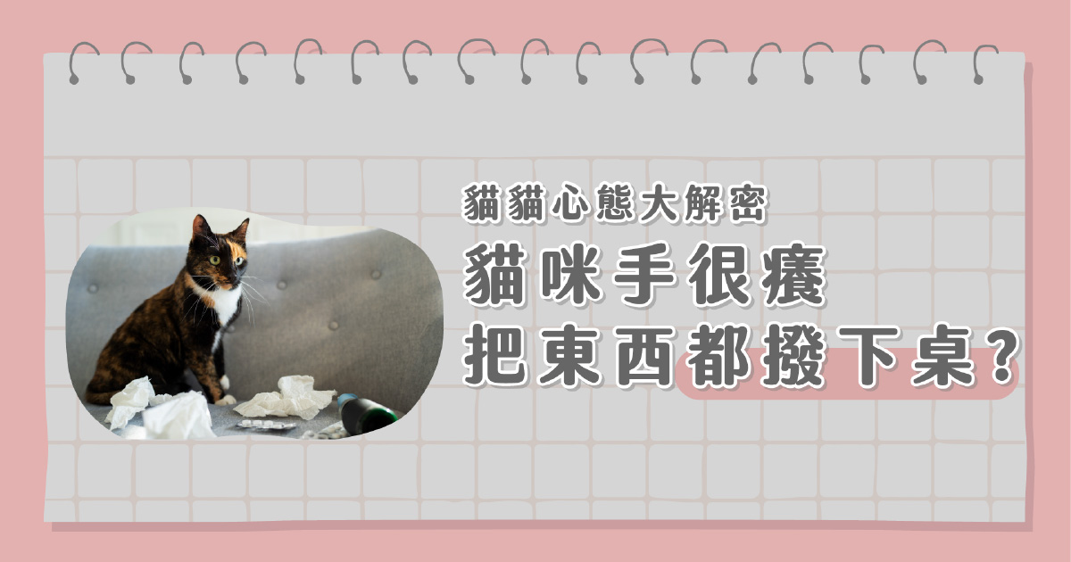 貓貓心態大解密