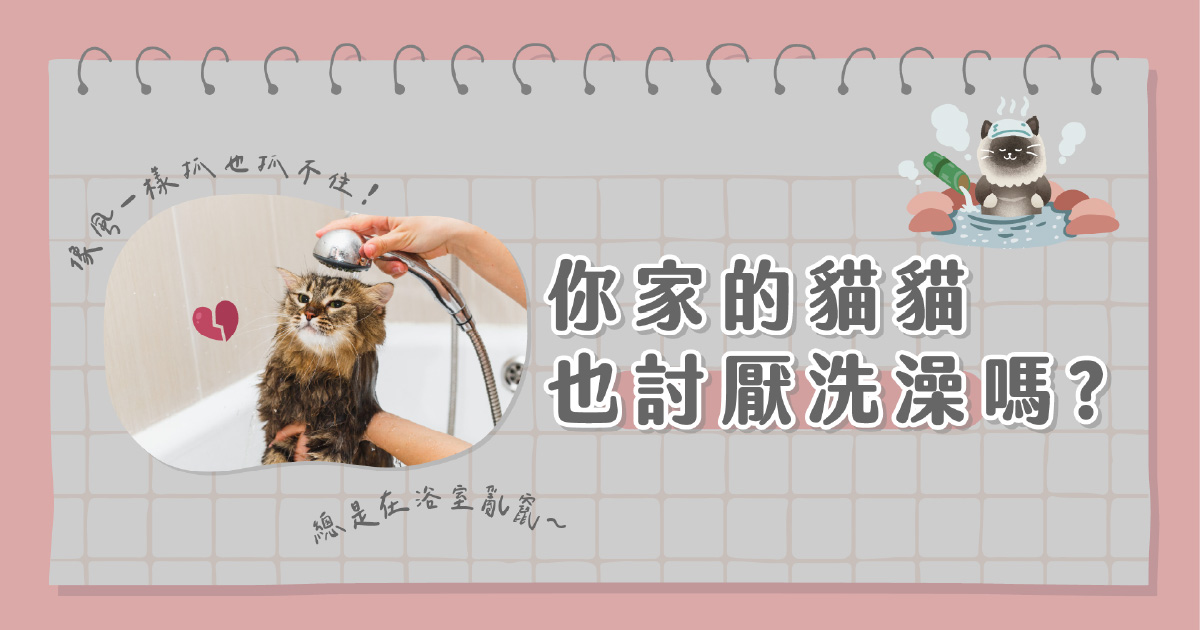 你家的貓貓也討厭洗澡嗎？
