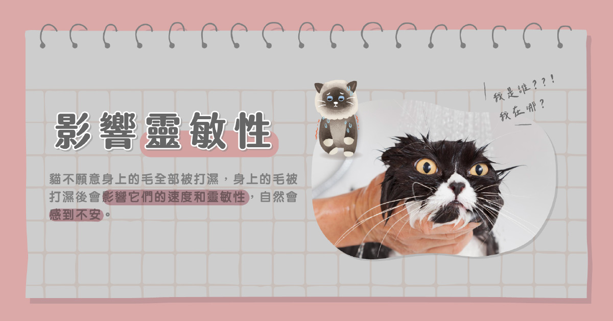 貓咪不愛洗澡的主要原因