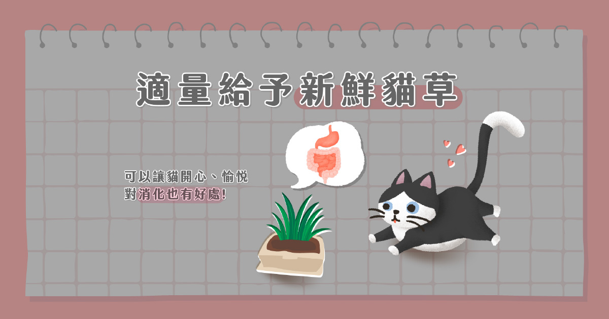 適量給予新鮮貓草
