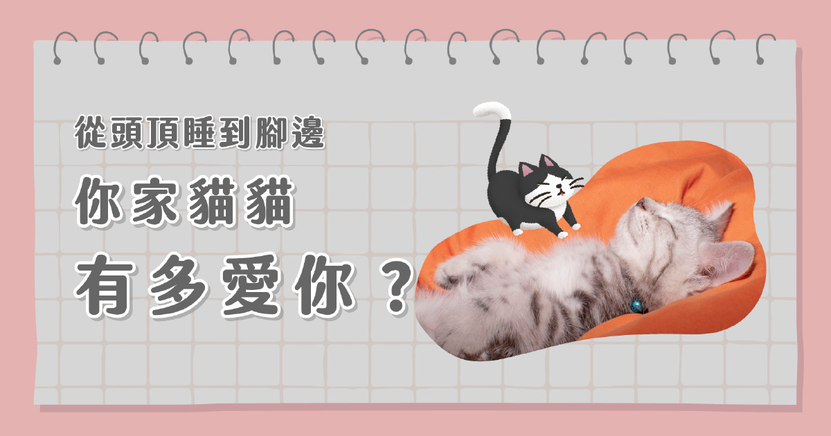 你家貓貓有多愛你？