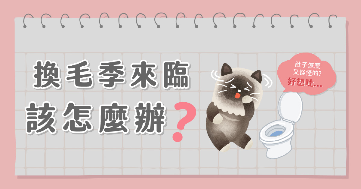 換毛季來臨該怎麼辦？