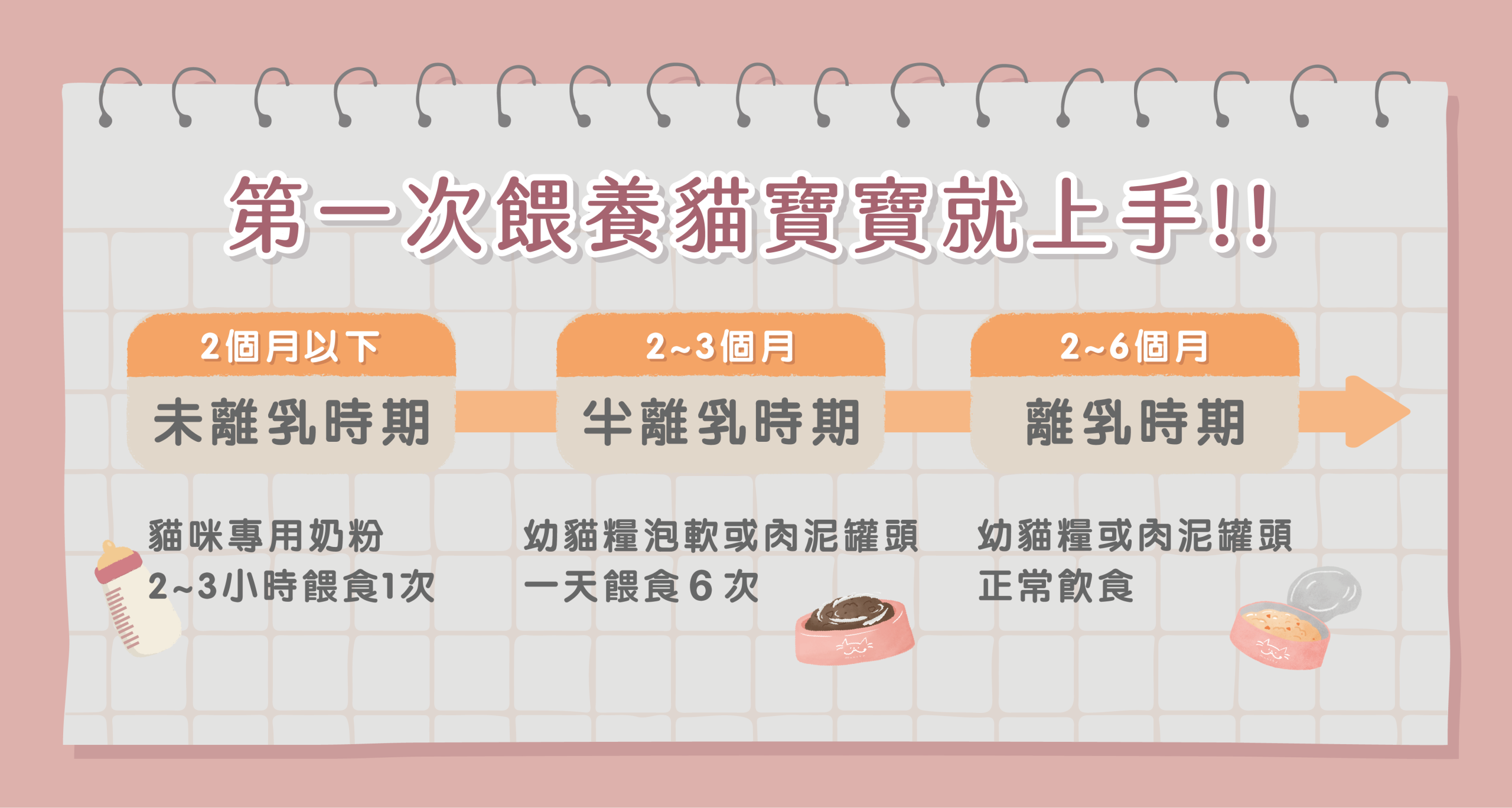 決定帶貓寶寶回家，該怎麼餵養呢？