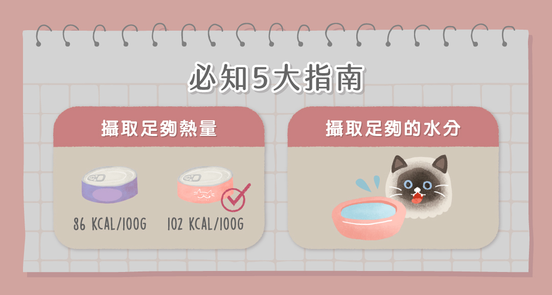 腎貓照護