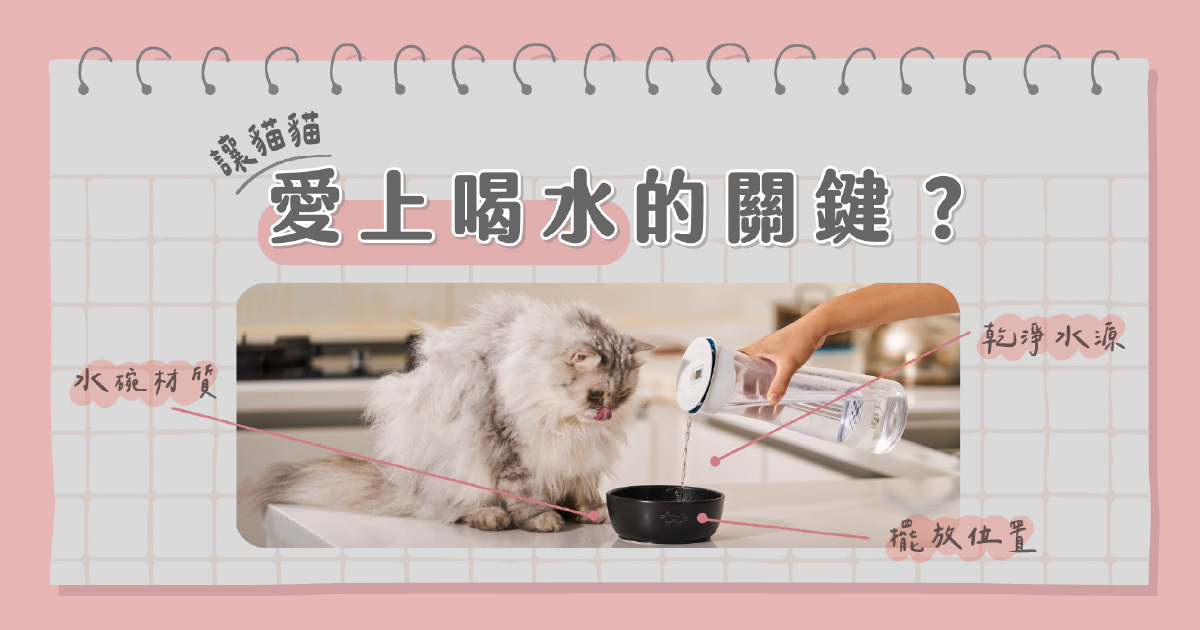 讓貓貓愛上喝水的關鍵