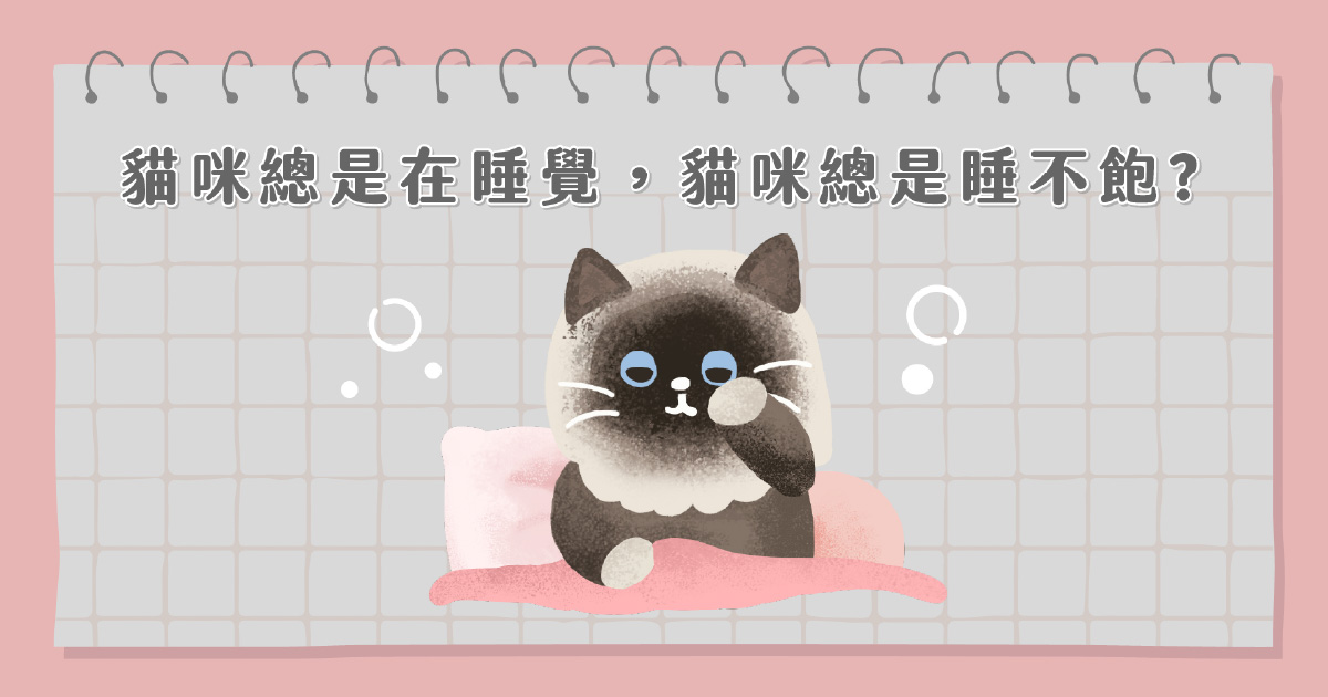 貓咪總是在睡覺總是睡不飽