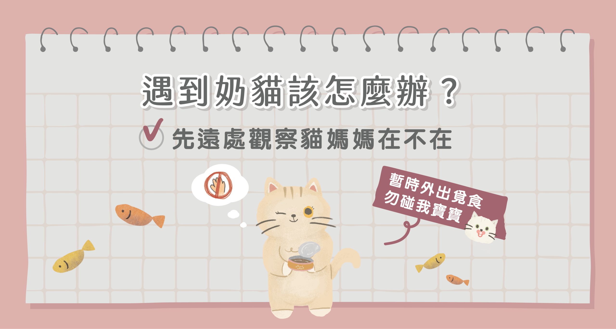 遇到奶貓該怎麼辦？