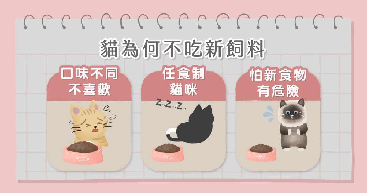 貓咪為何不吃新飼料