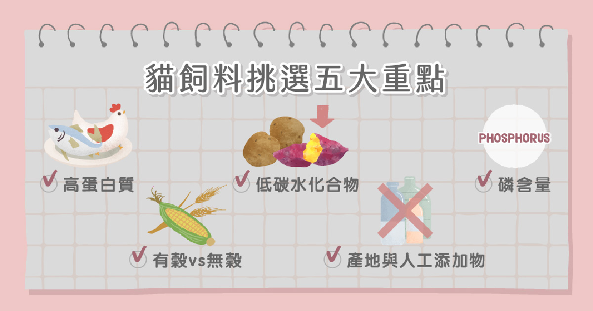 貓飼料挑選重點