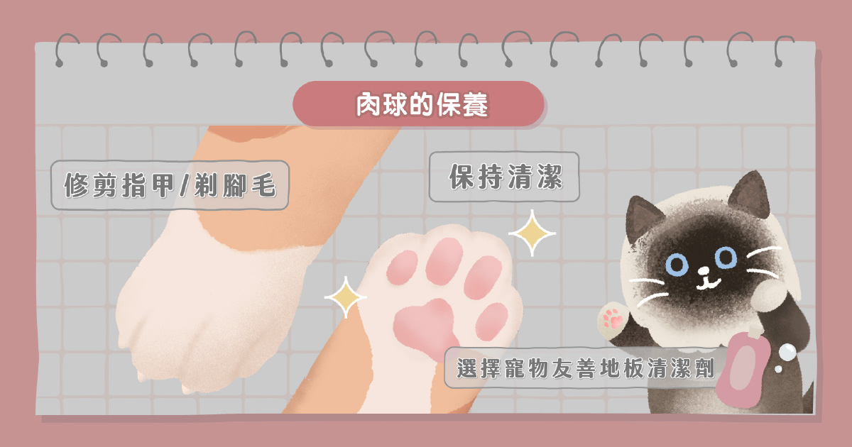 貓咪肉球怎麼保養