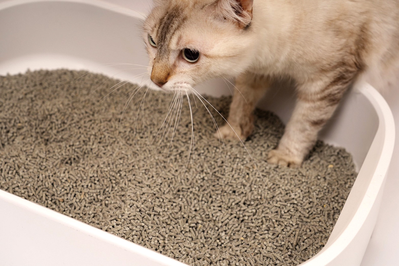 ▲「烏金菱碳黑米砂」有良好的除臭效果，且友善環境。貪貪提供