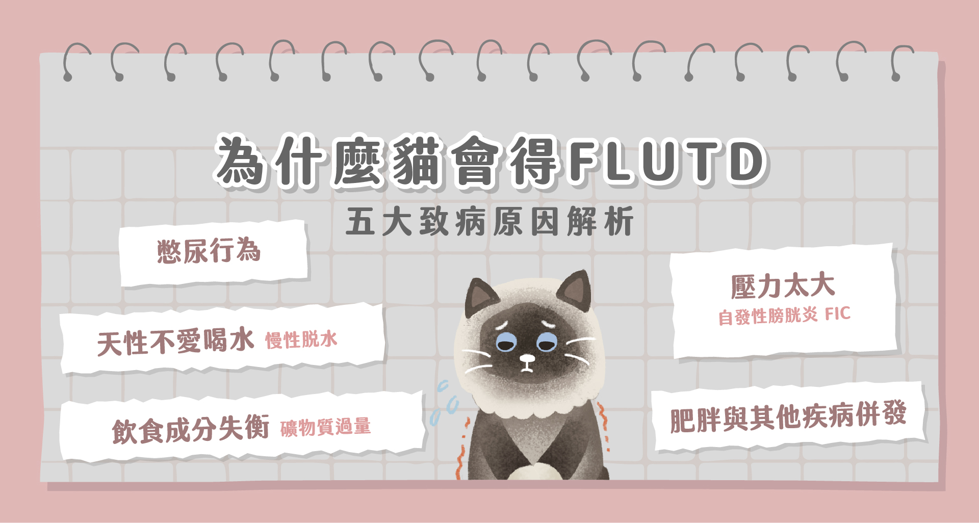 為什麼我的貓會得FLUTD？五大致病原因解析
