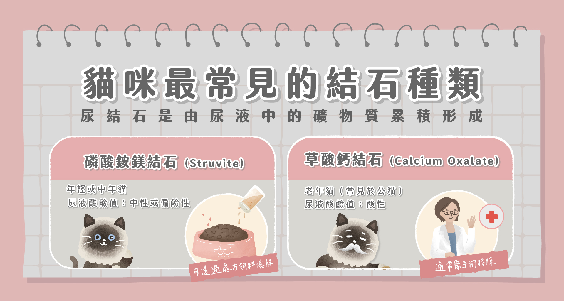 貓咪最常見的結石種類