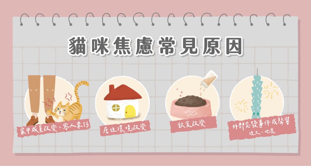 貓咪焦慮常見原因