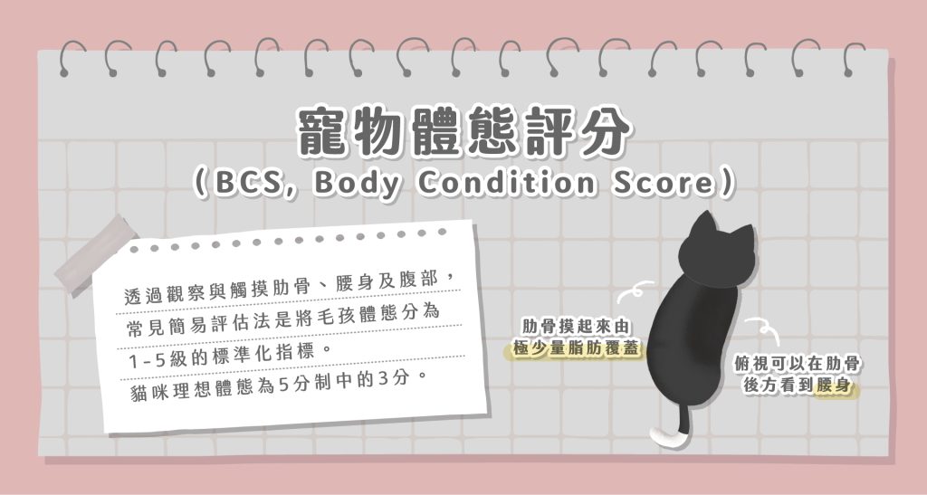 貓咪一天吃多少克？