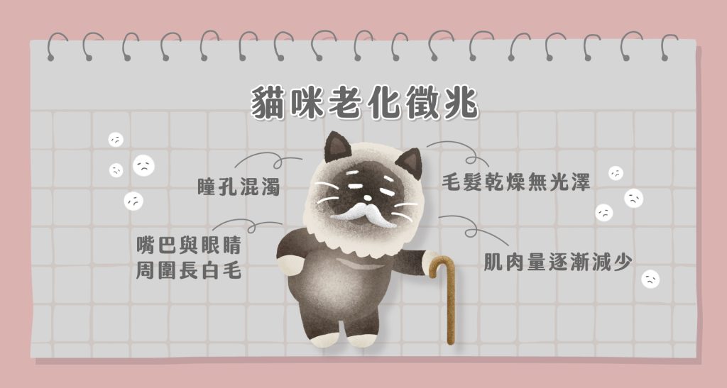 老貓照顧
