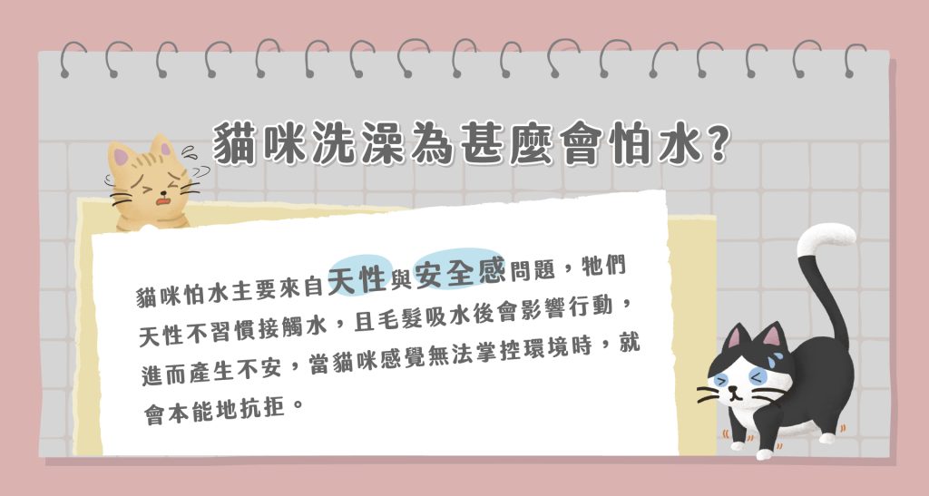 貓咪洗澡
