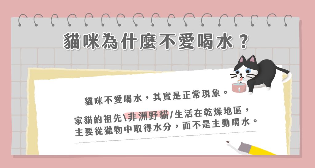 貓咪不愛喝水