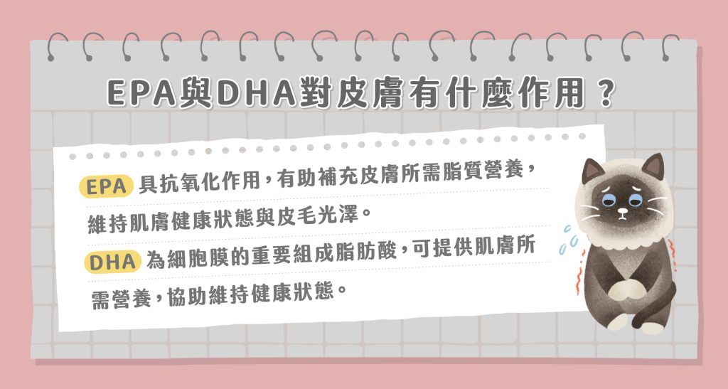 貓掉毛