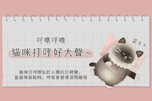 貓咪打呼好大聲