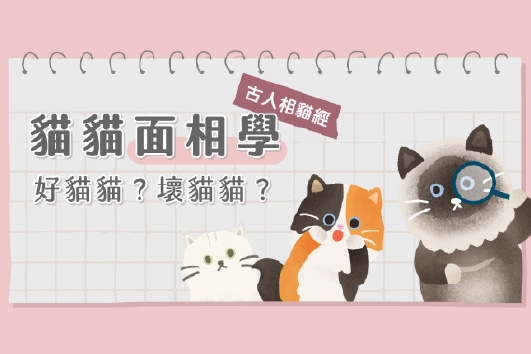 貓面相