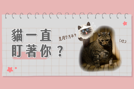 貓貓一直狂盯著你