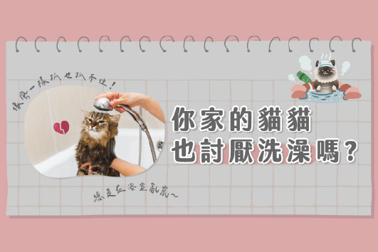 貓咪為什麼不愛洗澡