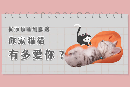 你家貓貓會跟你一起睡覺嗎