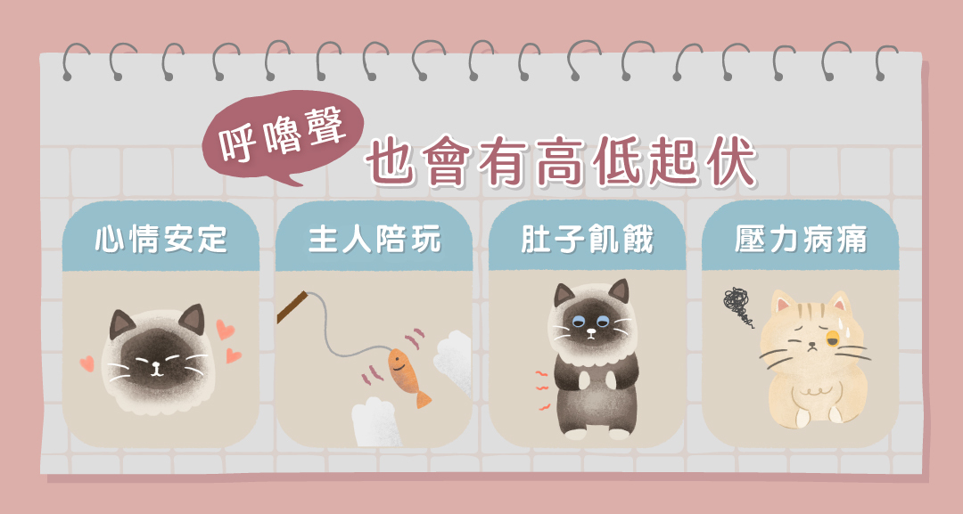 【呼嚕呼嚕】貓咪打呼好大聲怎麼辦?呼嚕貓叫聲意思? - Munchee貪貪