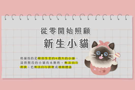 新生小貓怎麼照顧