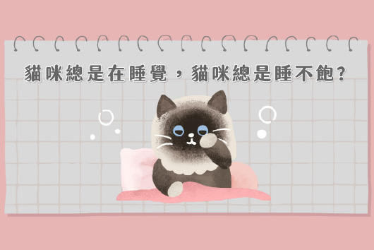 貓咪總是在睡覺