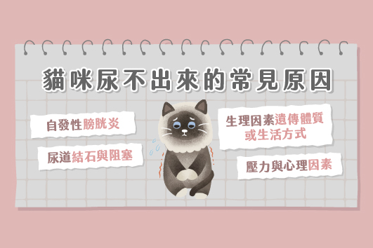 貓咪總是亂尿尿怎麼辦？