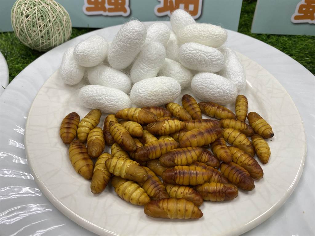 苗改場首度研發出蠶蛹貓罐頭 富含omega-3脂肪酸、貓咪愛不釋手