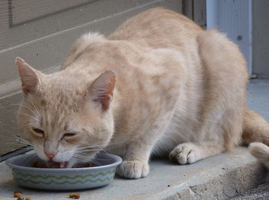 吃了便便不臭　蠶蛹也能做成貓罐頭