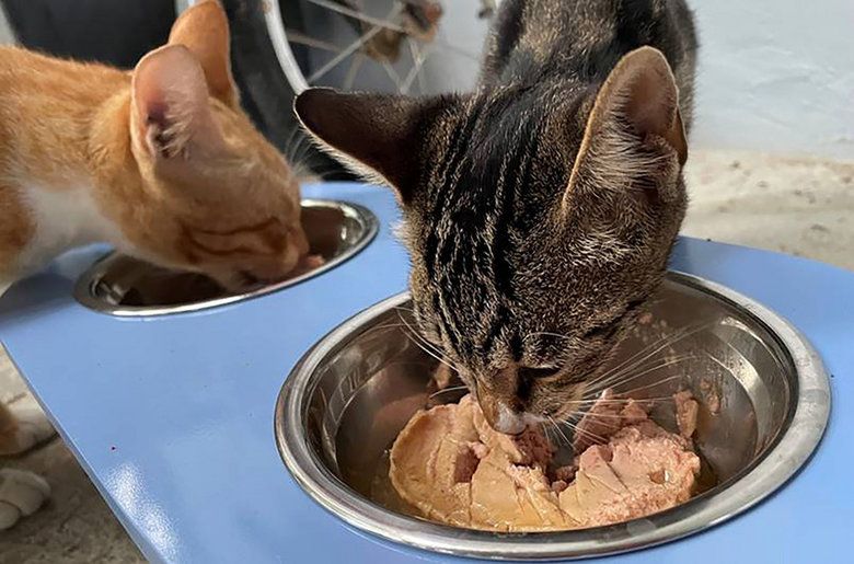 農委會苗栗農改場22日宣布國內首度成功研發蠶蛹貓罐頭，讓貓奴餵食貓咪時有更多選擇。苗改場指出，經養貓飼主自願受試調查，有超過70%貓咪可接受添加蠶蛹的罐頭。（圖／農委會提供）